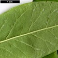 SpeciesSub: var. wilsonii
